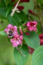 Japanese Weigela japonica, rosey-red, tubular inflorescence with bumblebee